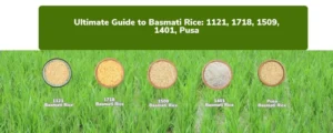 1401-Basmati-Rice-1024x410