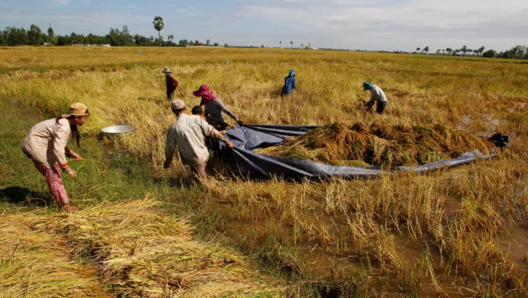 IS BEING A RICE FARMER HARD ?